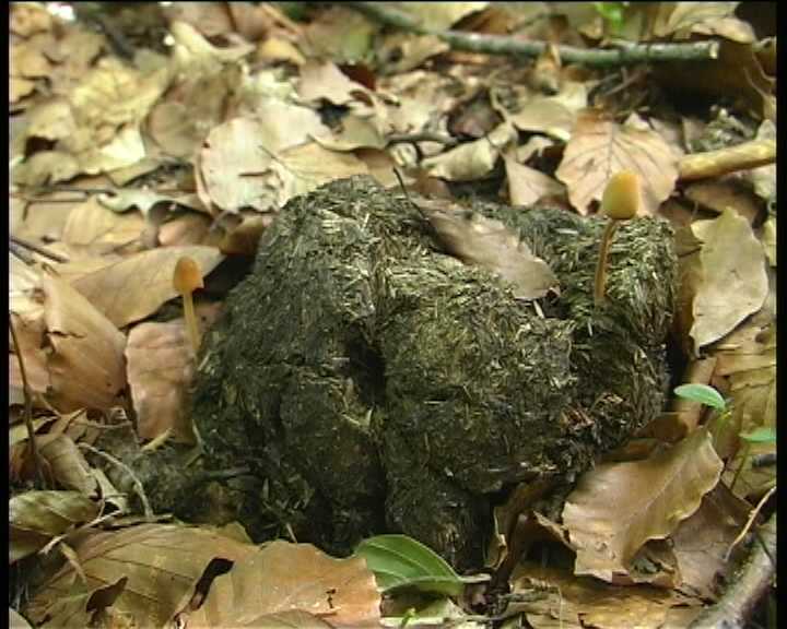 Winkel ( FRA ) 28.08.2004   2 Serie